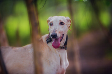 Beautiful portrait of a hound dog in summer