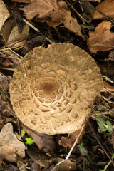 Top view of the Parasol Mushroom or macrolepiota procera. Found in Autumn woodland.

