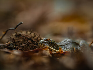 Frog on forest floor