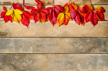 Autumn bright yellow-red leaves on a wooden background. With copy space. Composition of leaves of maiden grapes on a natural table made of boards. Top view. Flatlay