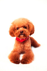 スカーフを巻いたトイプードル