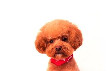 スカーフを巻いたトイプードル