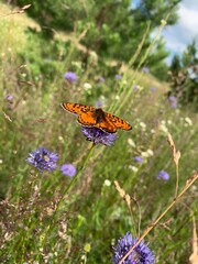 butterfly on a flower