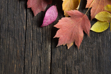 Naklejka na ściany i meble Autumn leaves of various trees, multicolored leaves on wooden table, colorful background, copy space for text