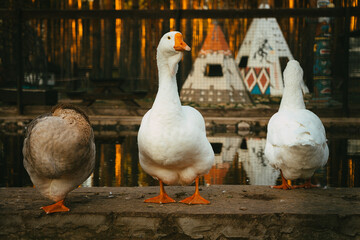 goose on the farm