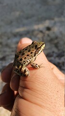 frog in hand