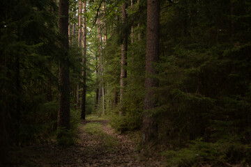 Fototapeta na wymiar dark forest