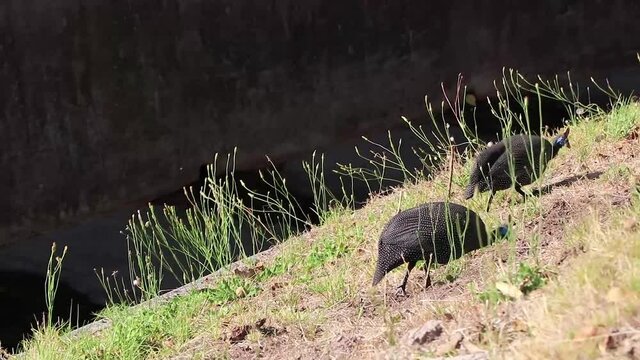 Helm Guinea Fowl, helmeted guineafowl, numida meleagris, safari South Africa