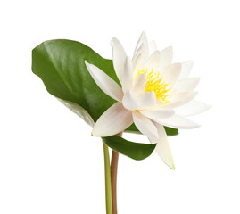 Fototapeta premium Beautiful blooming lotus flower with green leaf isolated on white