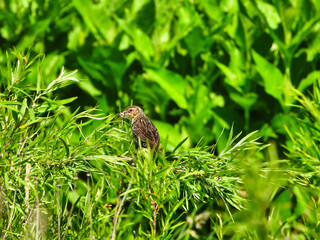 Red-Winged Blackbird Turns her Head to the Side as She Holds an Insect in Her Mouth Perched on Green Foliage in Meadow