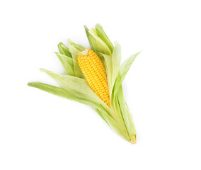 Ripe raw corn cob with husk isolated on white