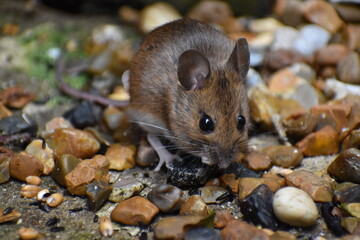 UK house mice are destructive troublesome pests that carry and transmit viruses bacteria diseases They are commonly causing damage to private property and are notorious for commercial crop destruction