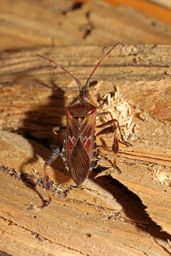 cimice bruna (Leptoglossus occidentalis)