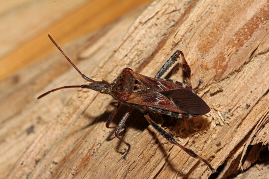 cimice bruna (Leptoglossus occidentalis)