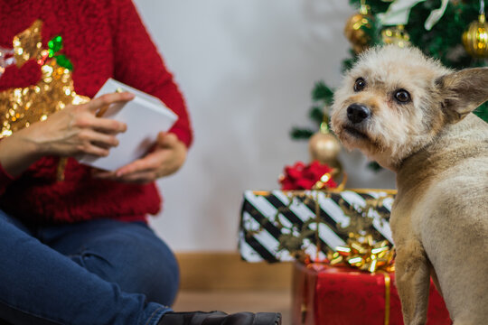 perro recibiendo regalo de navidad por mujer sentada en el suelo