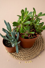 Close-up of green fresh succulents flowers and cuctus on pale pink beige background. Urban jungle interior.