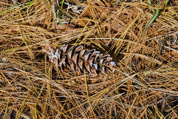 fallen pine cone