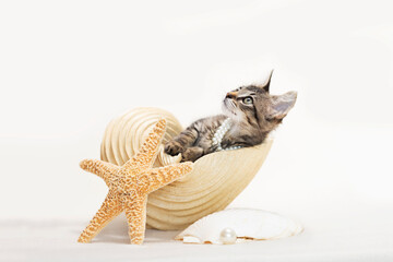 Brown tabby kitten sitting inside of a large conch seashell on top of beach sand, wearing a pearl necklace, with a starfish, ivory background.