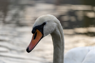 
wild swan with white feathers and orange beak on the bank of the flowing Vltava river in the center of Prague in the Czech Republic
