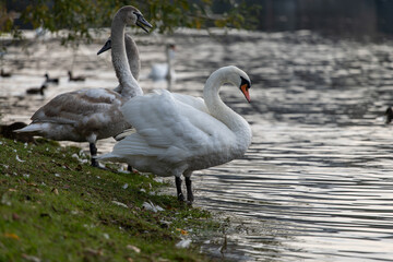 
wild swan with white feathers and orange beak on the bank of the flowing Vltava river in the center of Prague in the Czech Republic