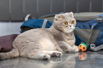 A grey Scottish Foldy cat lies beside a backpack. - obrazy, fototapety, plakaty