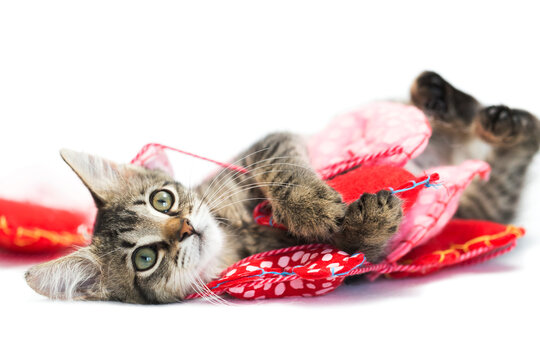 Brown tabby kitten playing with a Valentine's Day Garland string of pink and red hearts, isolated on a white background.