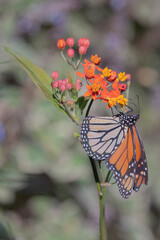 Western Monarch Butterfly on Colorful Milkweed Flowers