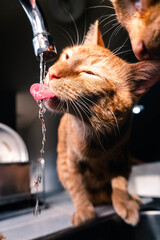 gato naranja tomando agua del grifo