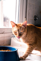 gato naranja mirando fijo ojos