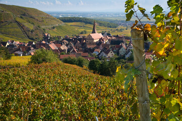 Vignes automnales