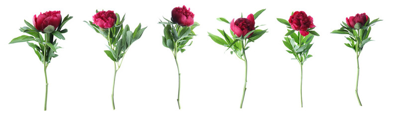 Set of beautiful peony flowers on white background. Banner design