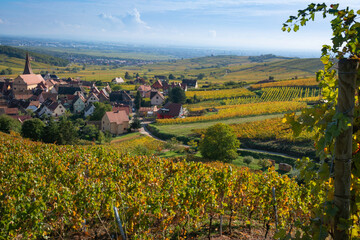 Vignes automnales