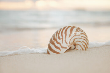 nautilus sea shell on golden sand beach in  soft sunset light
