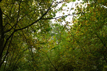 Autumn leaves photographed from below