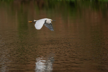 Garça-branca-pequena (Egretta thula)