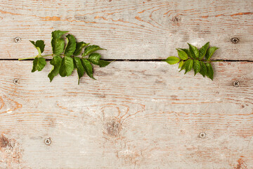 Two branches of the Kampsis radikana family Bignoniaceae of different lengths opposite each other on an old colored wooden background.