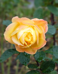 Yellow rose on a flowerbed in raindrops, macro photo, selective focus, vertical orientation.