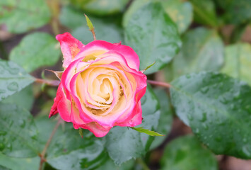 White and pink rose among foliage covered with raindrops in autumn, macro photography, selective focus, blurred background, horizontal orientation