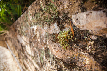 Green plant growing on the rock in the garden.