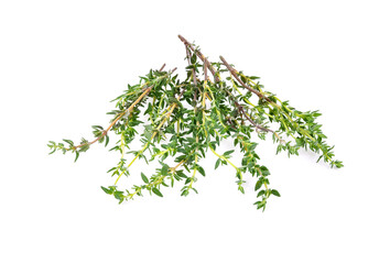 Thyme sprigs isolated on a white background