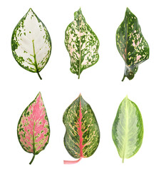 Set of different tropical aglaonema leaves on white background