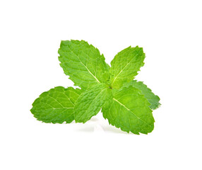 Fresh mint isolated on the white background.