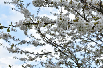 white flowers and blue sky