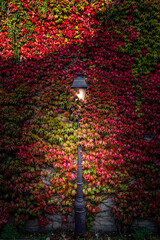 Paris, France - October 18, 2020: Autumn colors from a vineyard in a narrow street, Montmartre, Paris, France