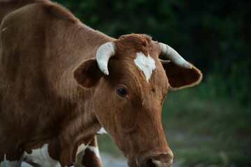 Cows return home from a pasture