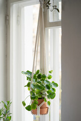 Handmade cotton macrame plant hanger hanging from the window in living room. Love for indoor...