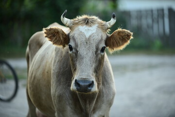 Cows return home from a pasture