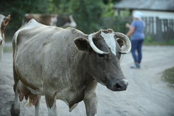 Cows return home from a pasture