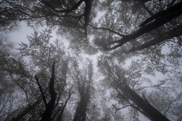 Silhouettes of the trees in misty forest on mountain in autumn - upward view