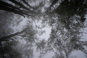 Silhouettes of the trees in misty forest on mountain in autumn - upward view